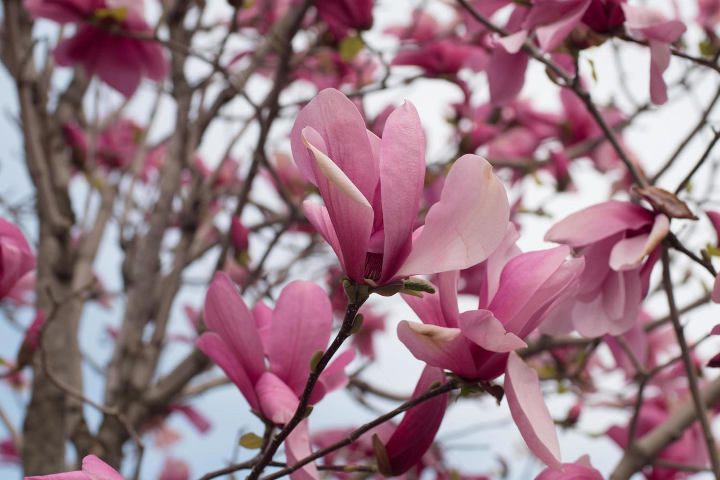 Close up of magnolia tree with pink flowers against sky photo