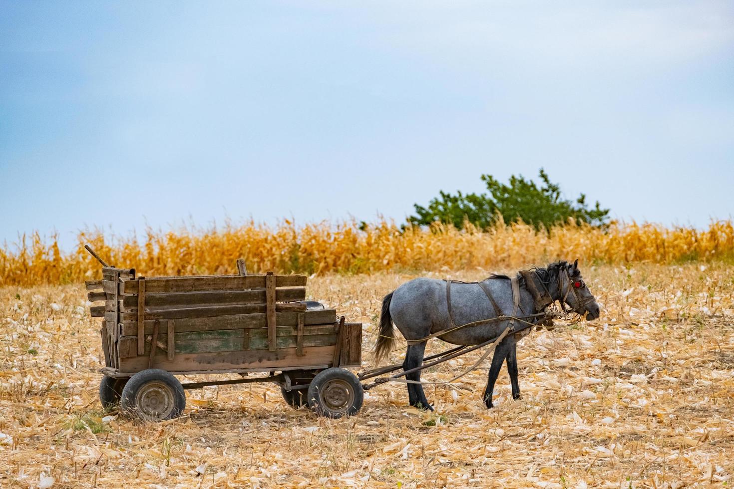 paisaje otoñal con campo de trigo y caballo con un carro, campo de maíz y caballo en un día soleado foto