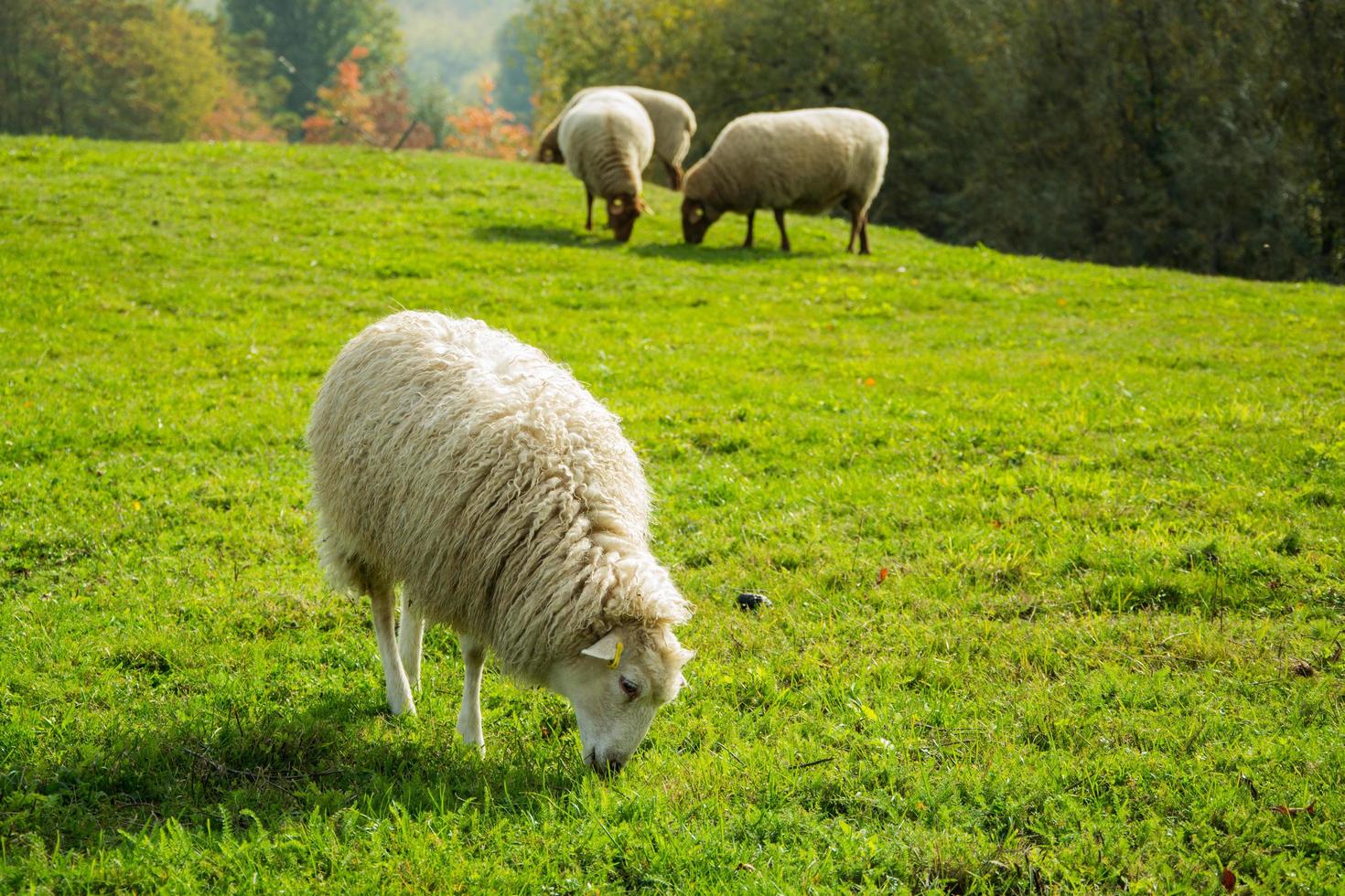 Farm with meny sheeps on green meadow photo