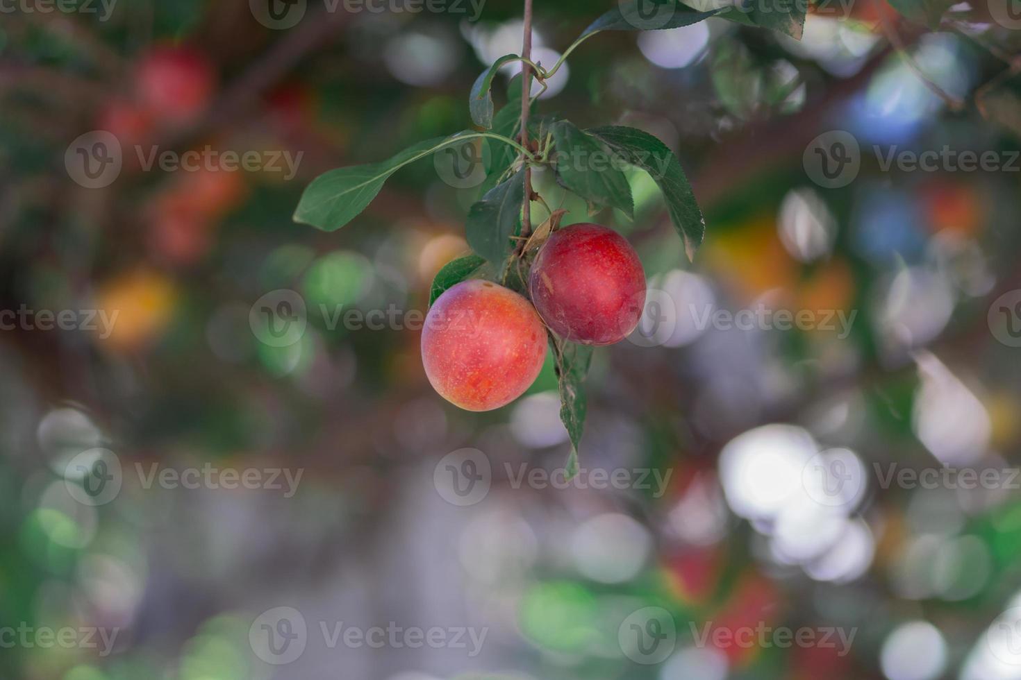 Two plum hanging of the tree photo