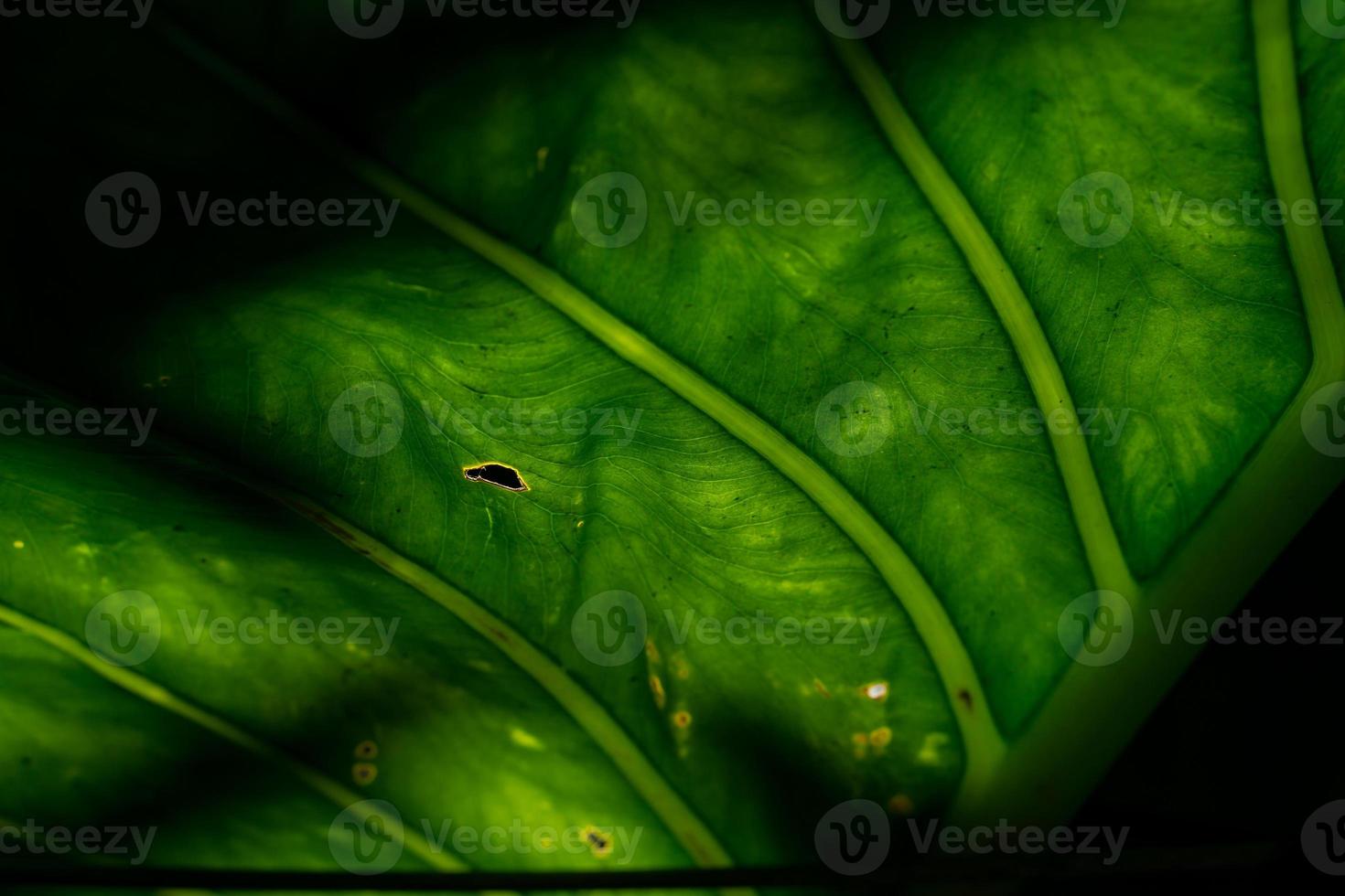 Detail of a green big leaf backlited with natural light photo