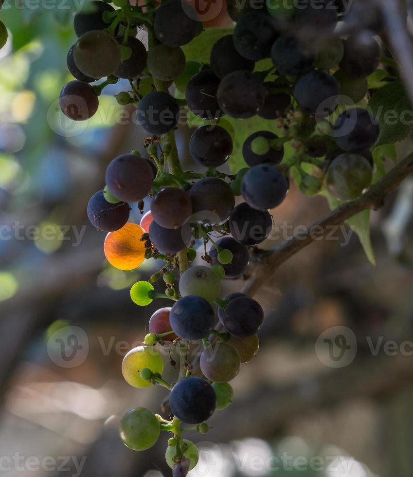 Sunlight passing trough a single grape photo