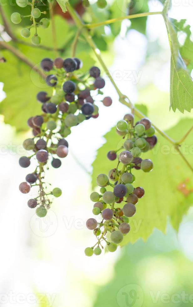 Grapes in high key photo