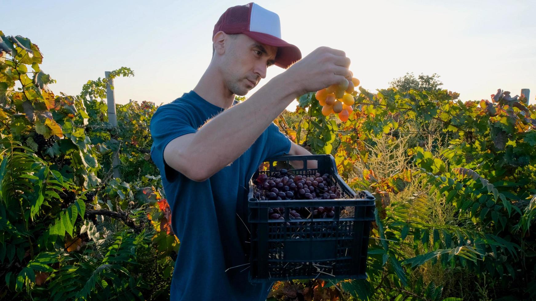 Young male farmer works in the vineyard in sunny summer day photo