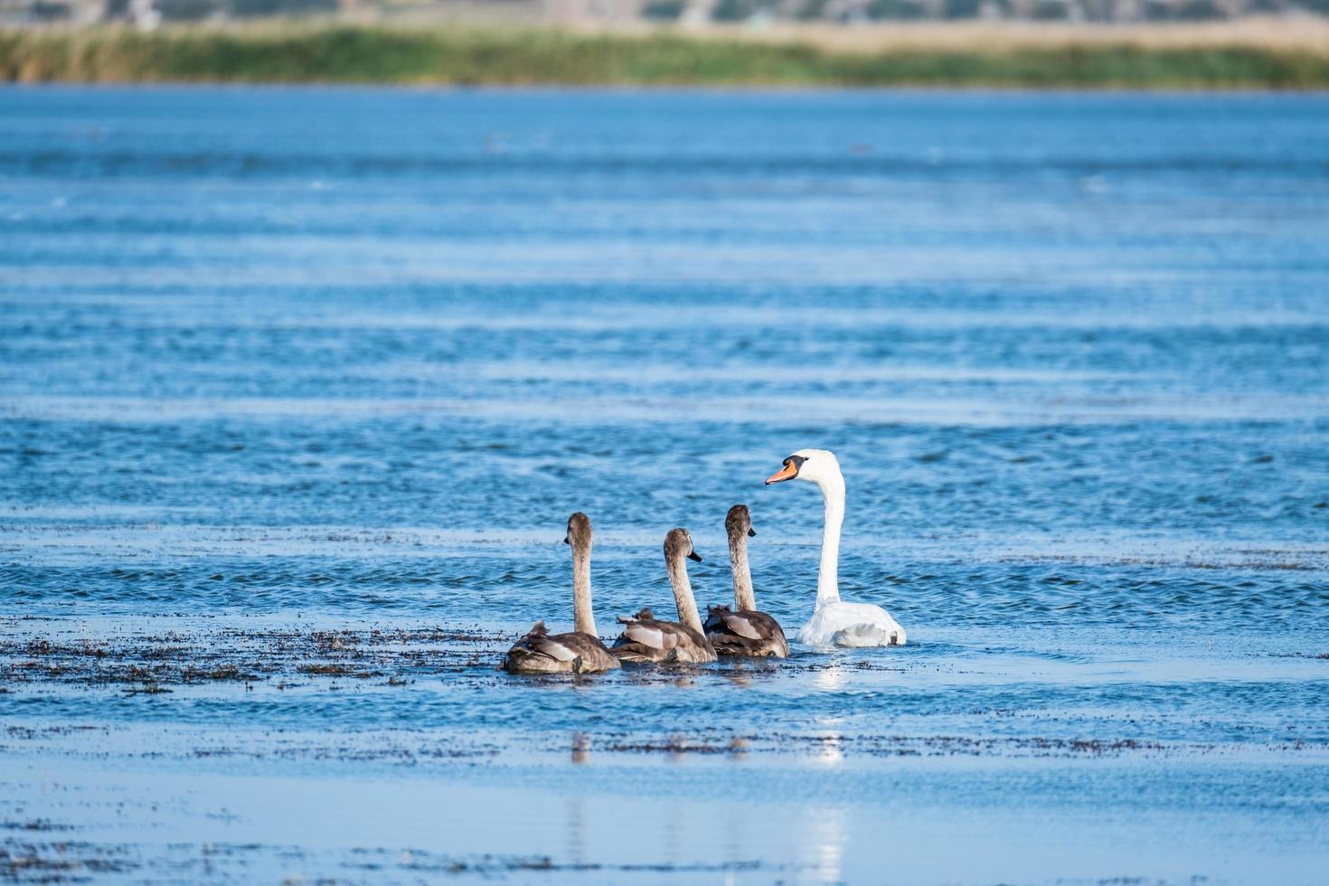 Summer landscape with swans family in the pond photo