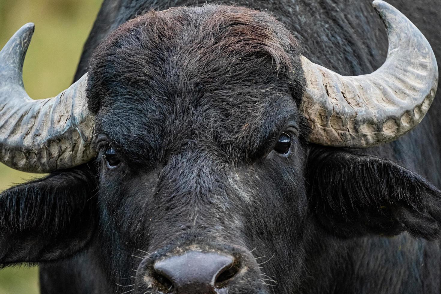 black water buffalo in the fields photo