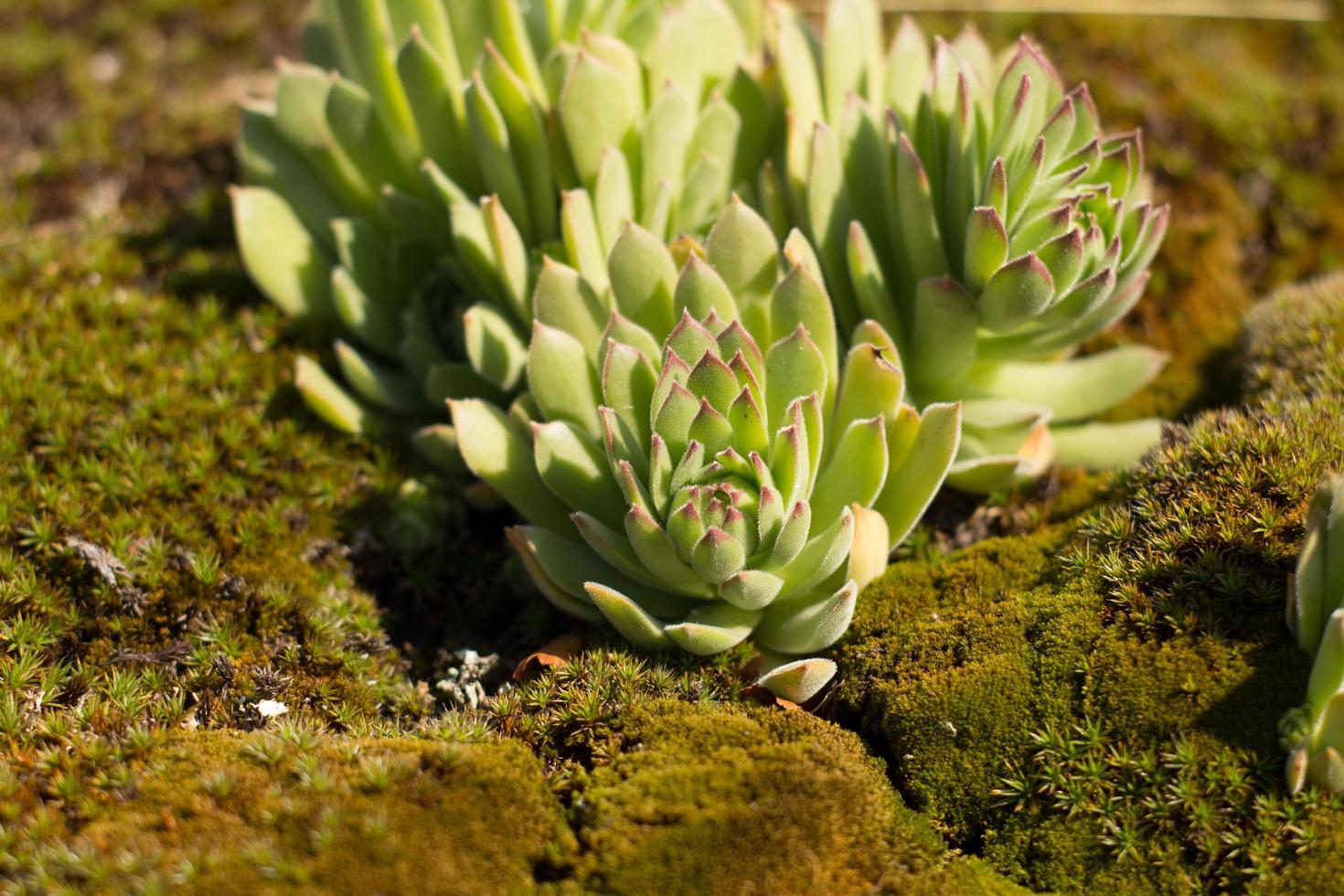 Close up of succulents in mountains in sunny day photo