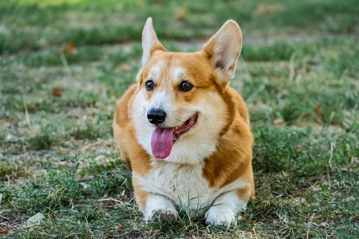 Close up portrait of funny corgi dog on the green grass photo