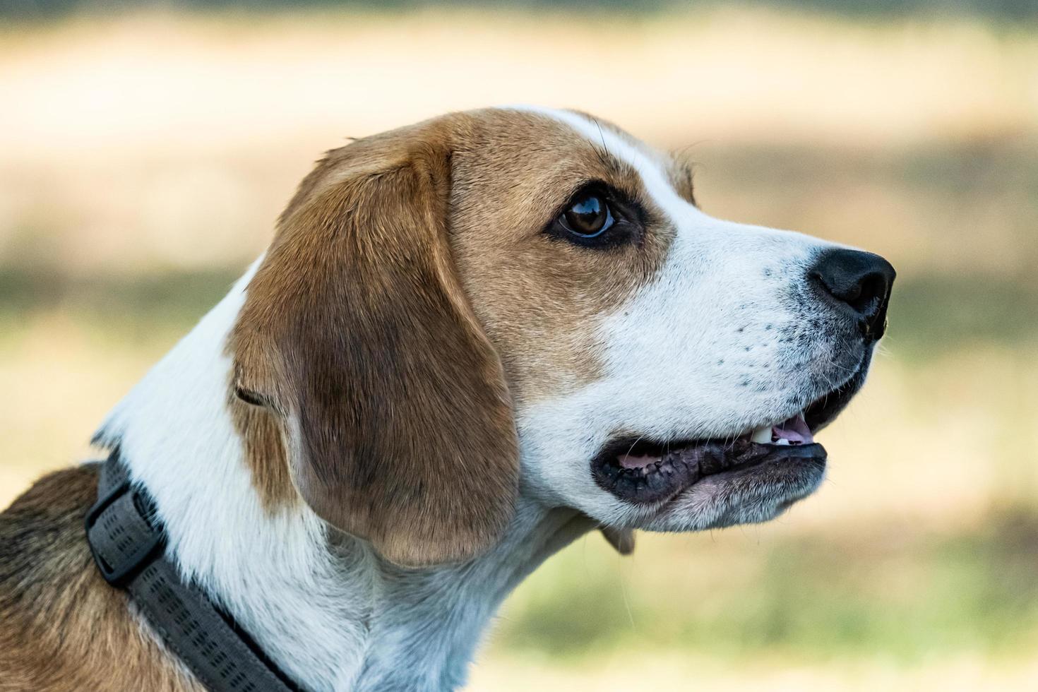 portrait of the beagle dog outdoors on the grass photo