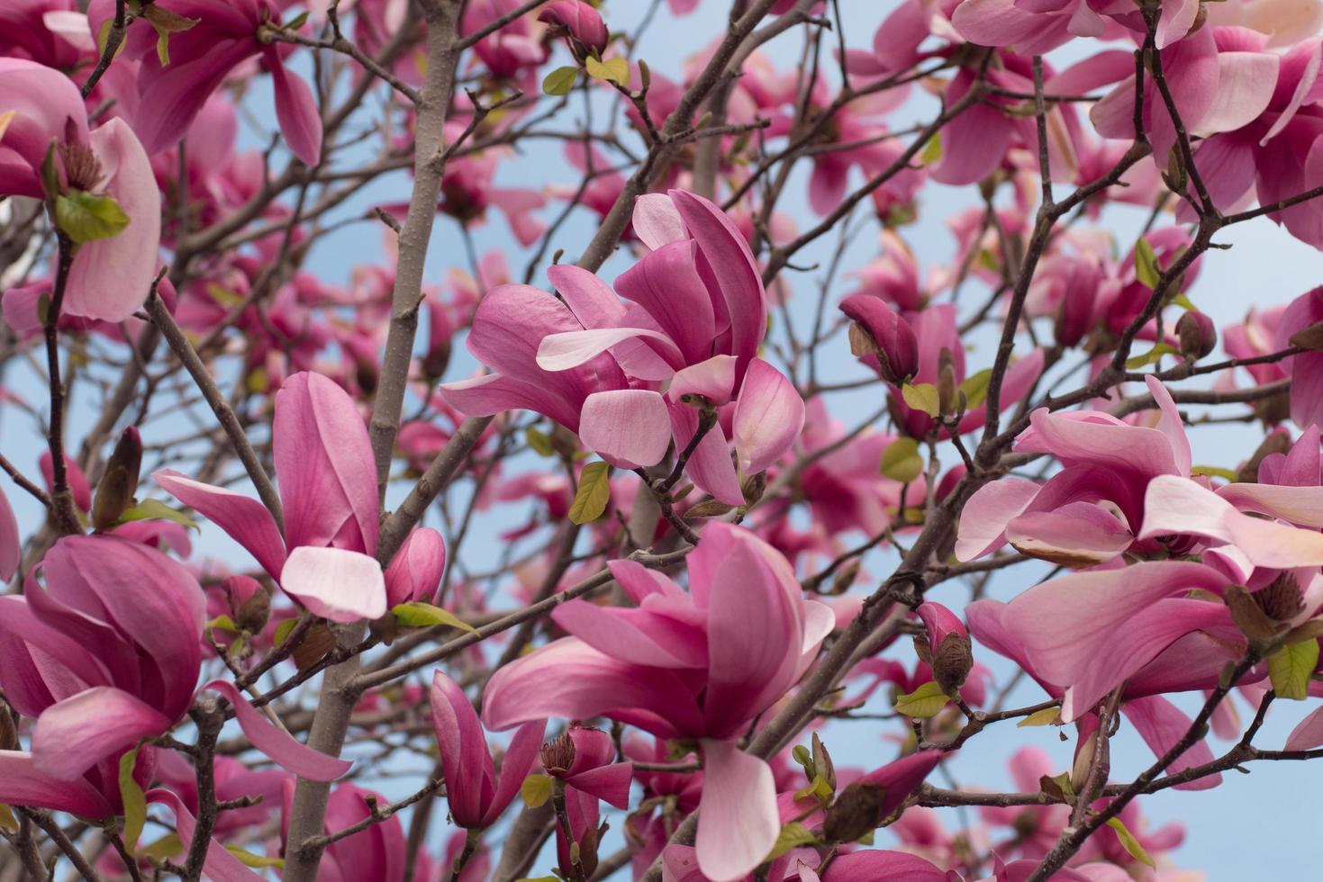 Cerca del árbol de magnolia con flores rosas contra el cielo 7567059 Foto  de stock en Vecteezy