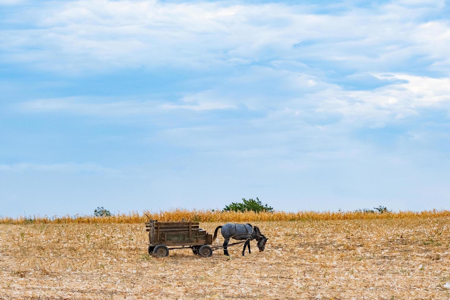 Autumn landscape with wheat field and horse with a wagon, corn field and horse in sunny day photo