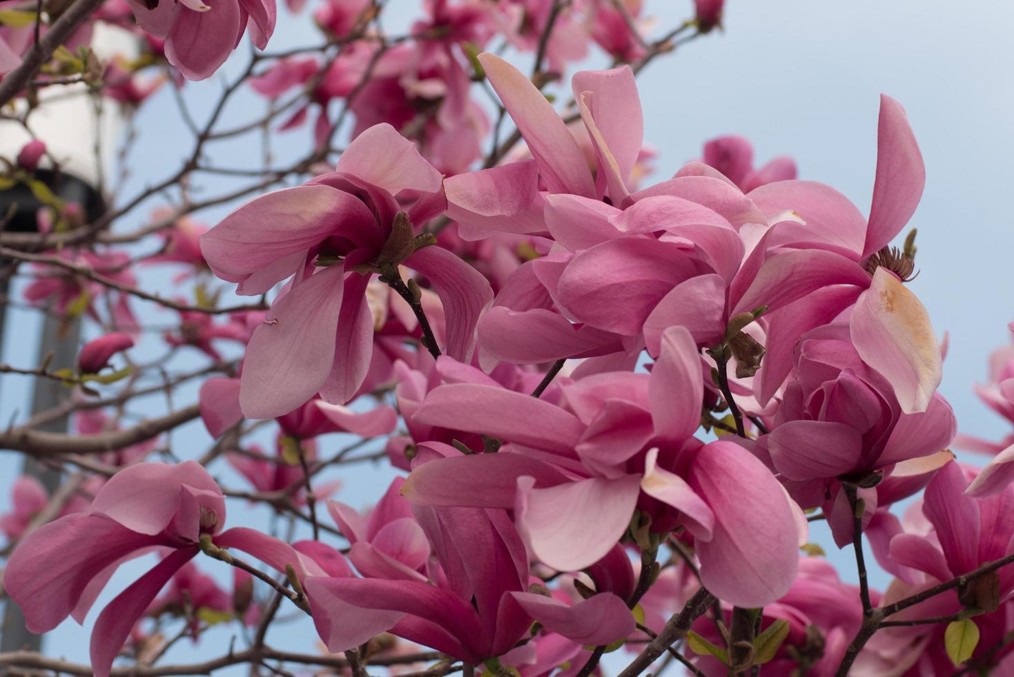 Close up of magnolia tree with pink flowers against sky photo