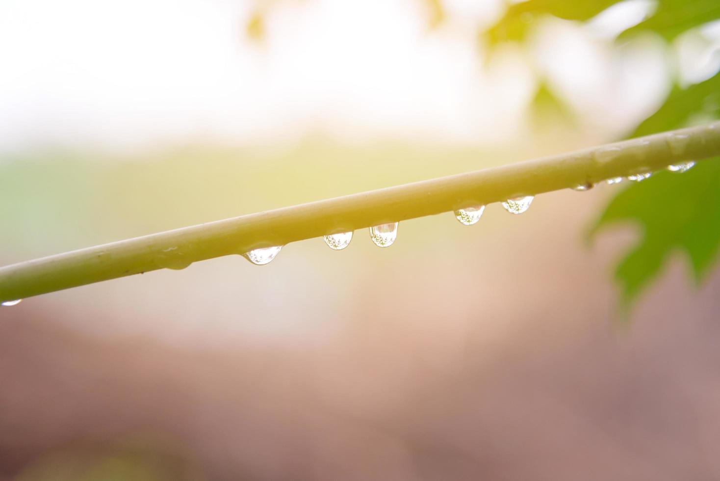 Green leaf with rain drops for background photo
