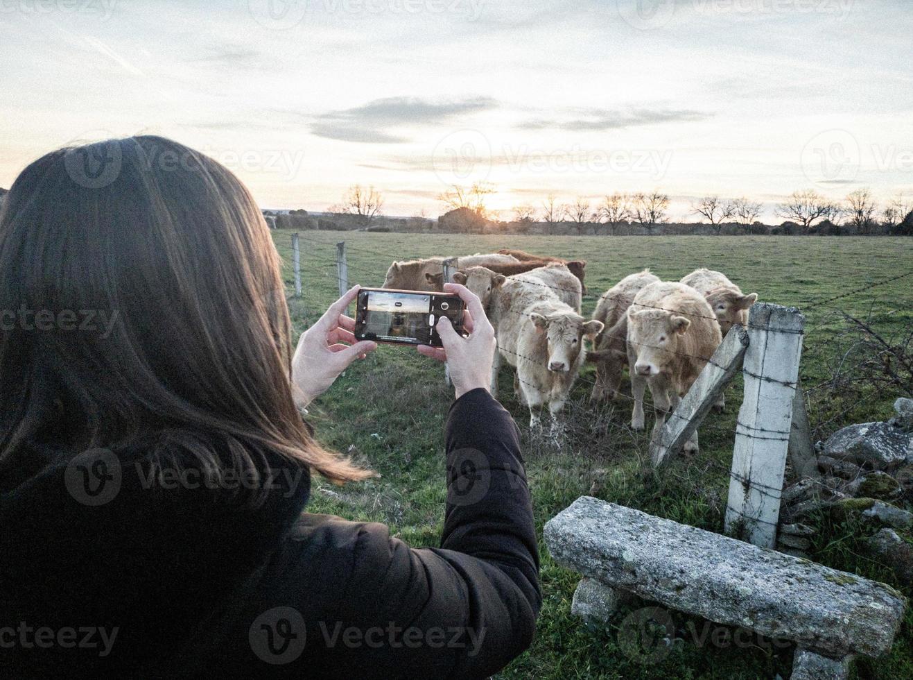Young girl taking photo of cows.