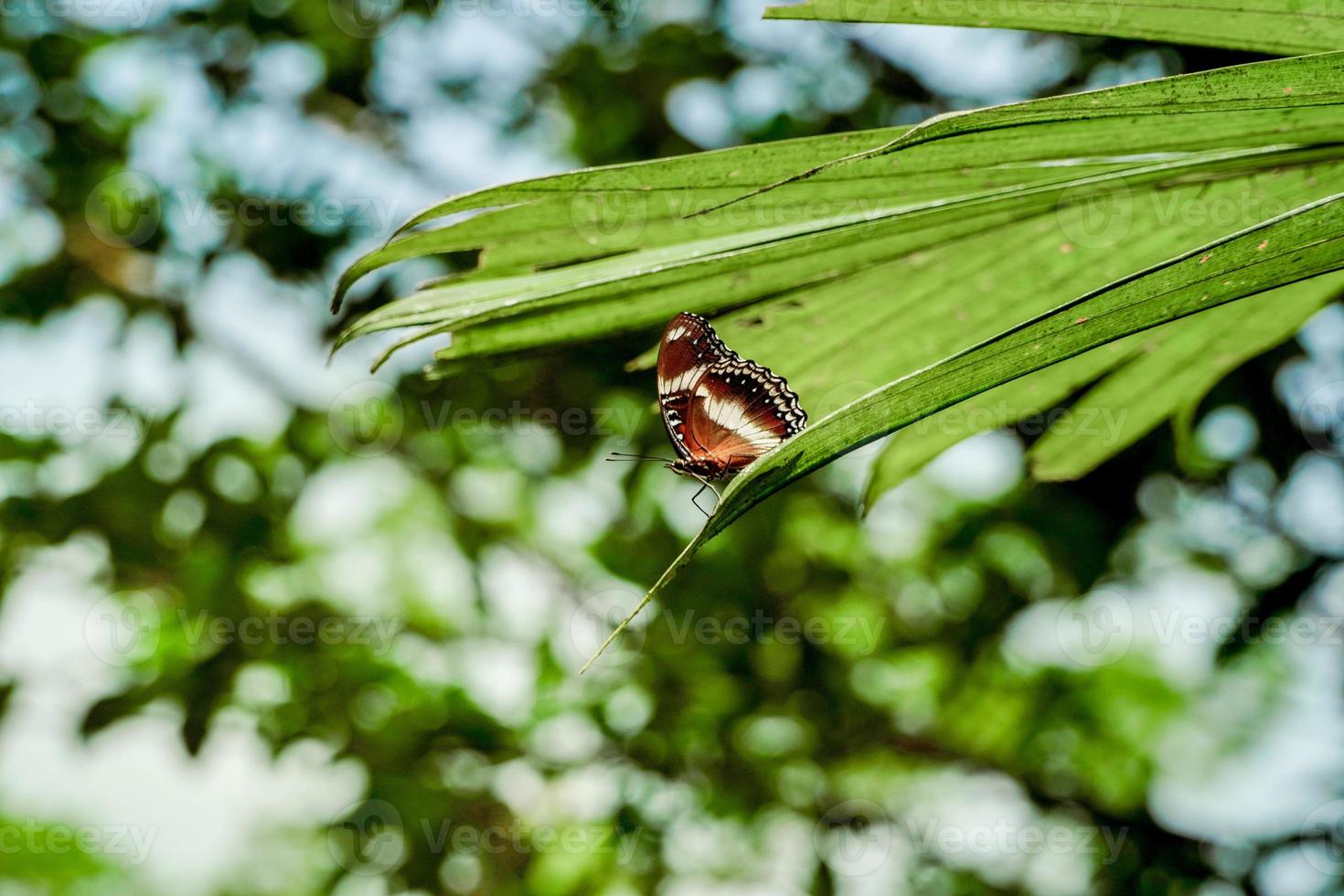 mariposa negra posada en una hoja foto