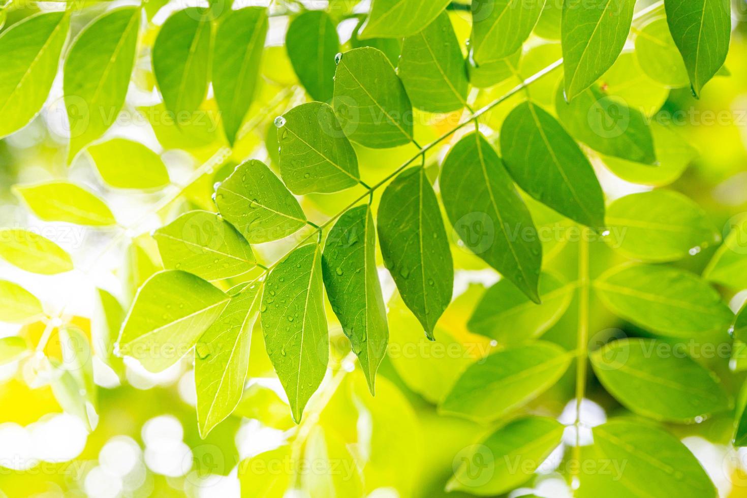 Green plant leaves wallpaper photo