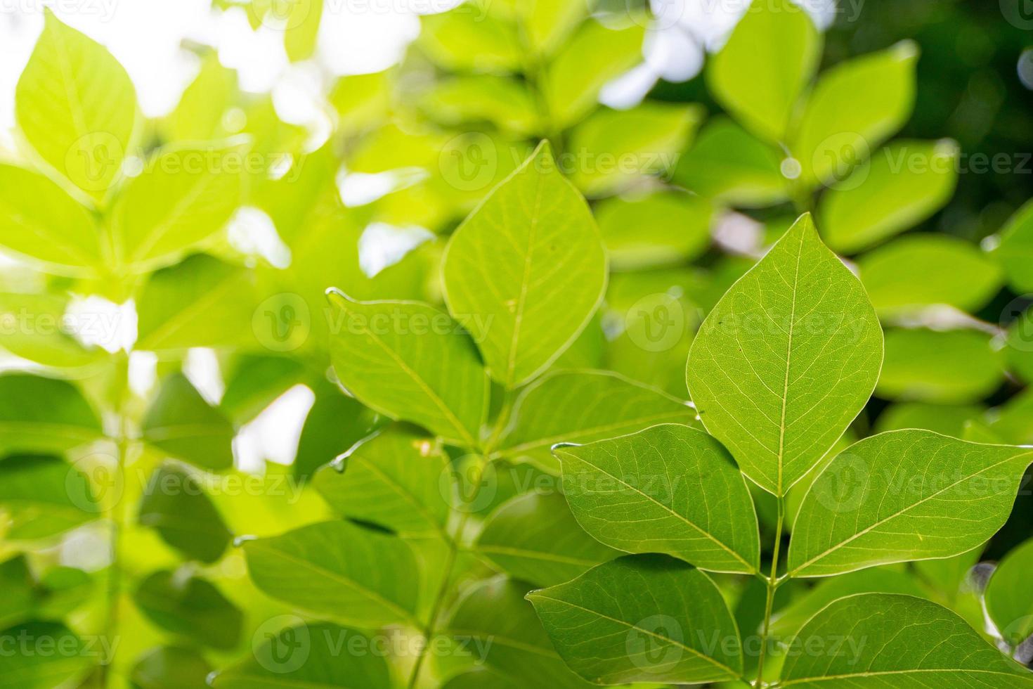Green plant leaves wallpaper photo