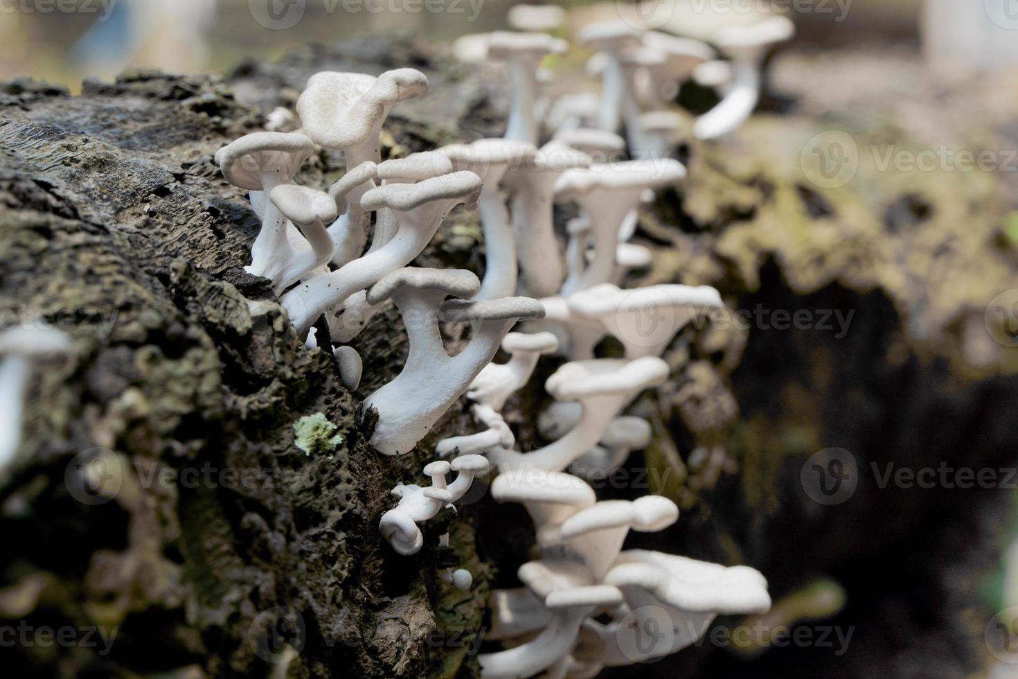 Mushrooms on dead trees photo