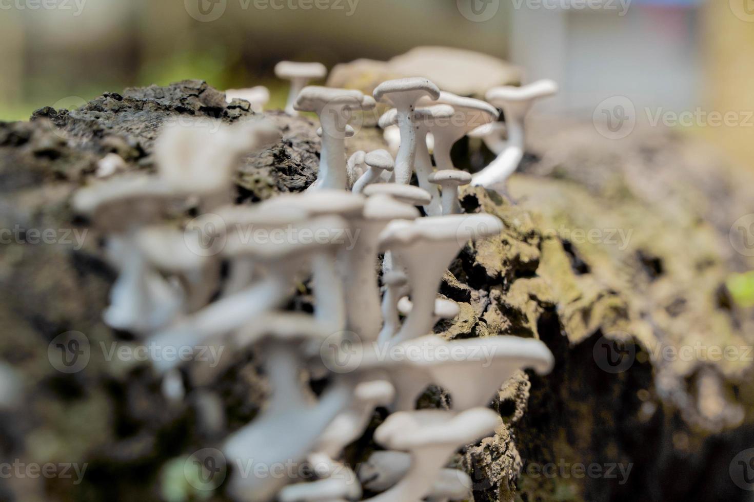 Mushrooms on dead trees photo