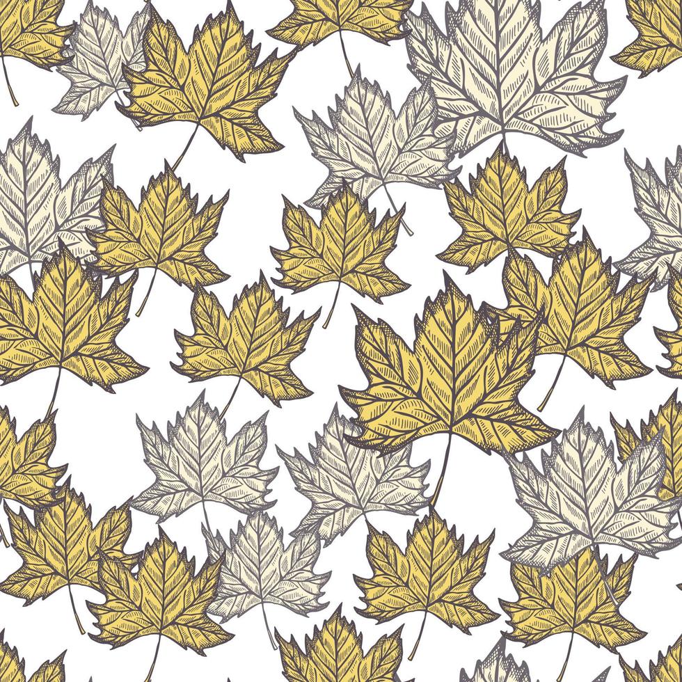 Leaves maple engraved seamless pattern. Vintage background botanical with canadian foliage in hand drawn style. vector