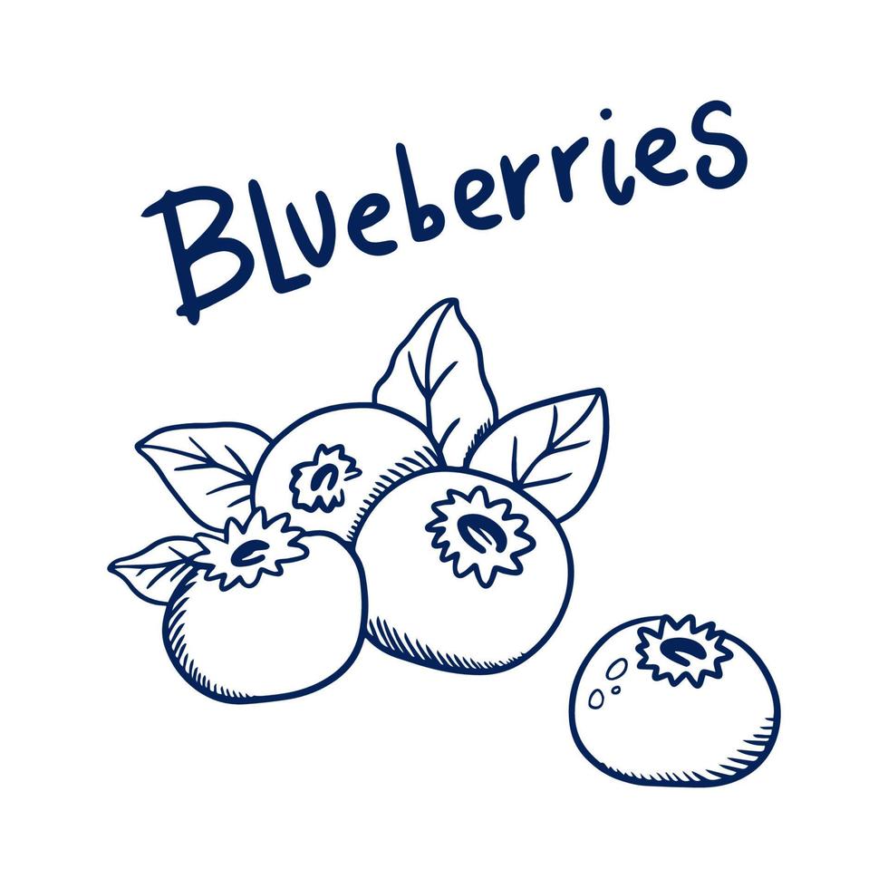 Blueberries sketch illustration for food package design. Outline fruits illustration. vector