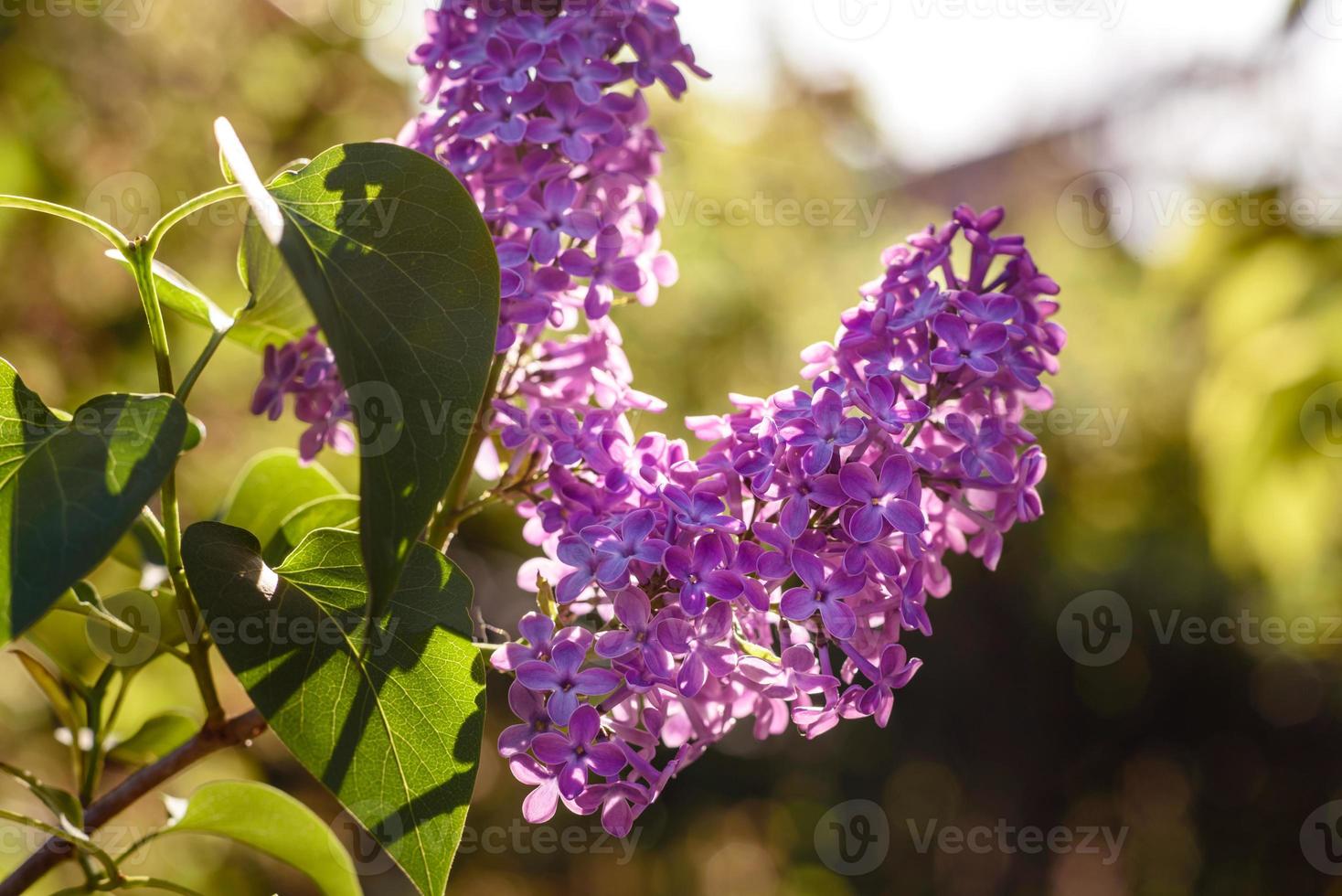 Beautiful lilac flowers branch on a green background, natural spring background photo