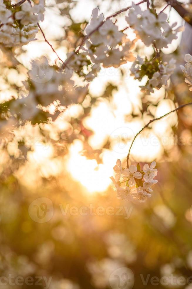 Cherry gardens blossom with beautiful white flowers amid sunset sun photo