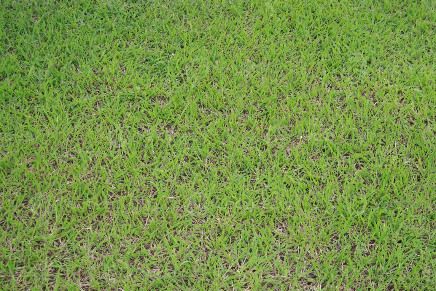 green grass field photo