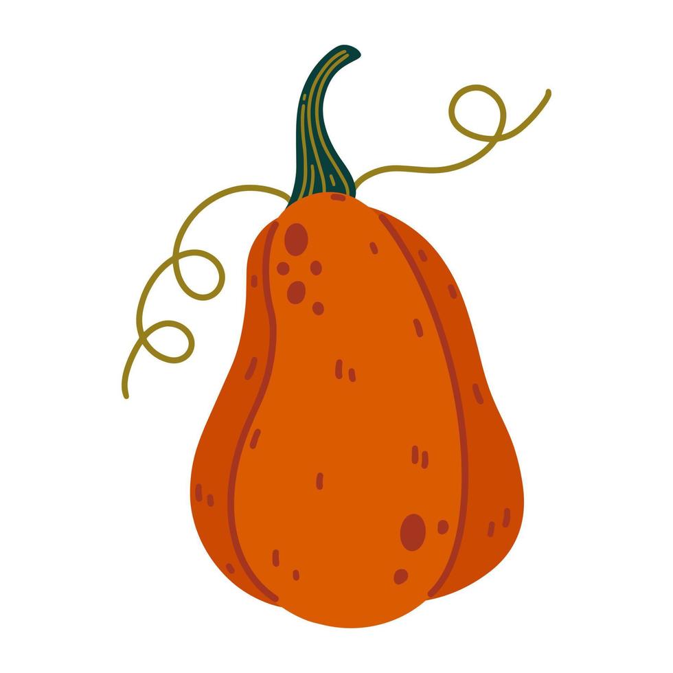 Ripe garden gourd vector icon. Bright autumn pumpkin with petiole, leaves. Delicious hand drawn vegetable. Flat cartoon style, seasonal clipart isolated on white background