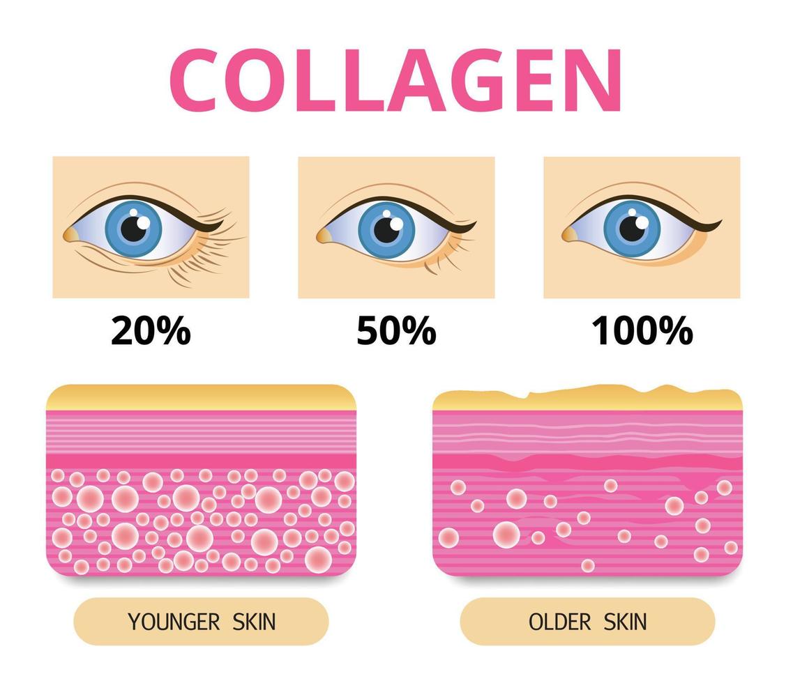 Collagen ,Protection Skin vector