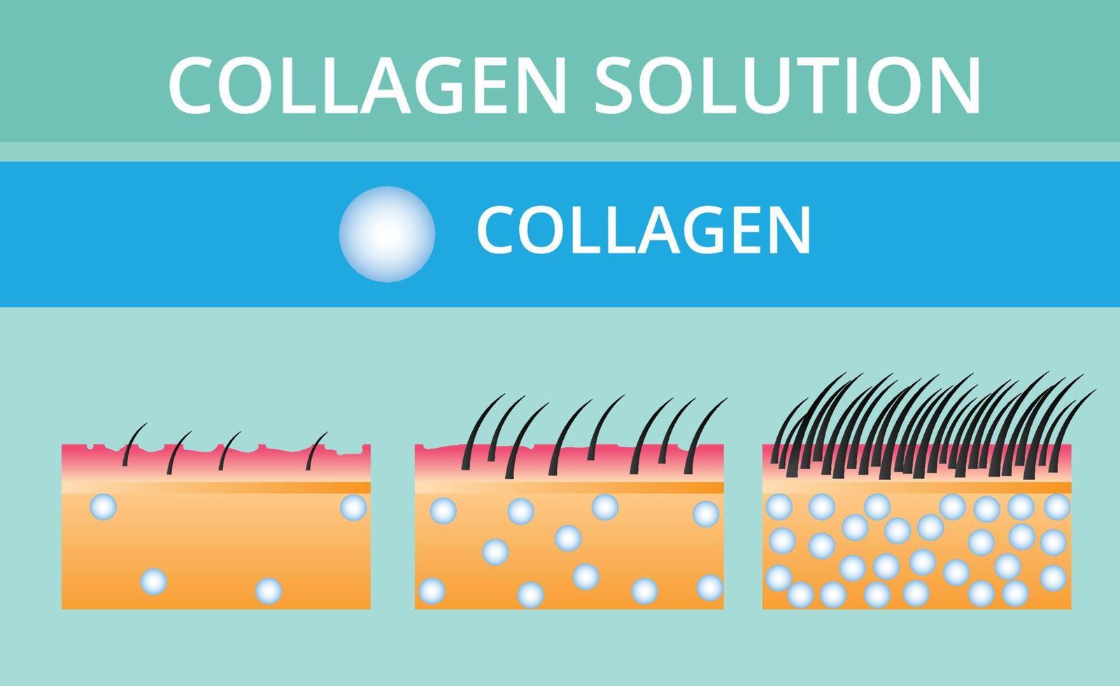 Collagen ,Protection Skin vector