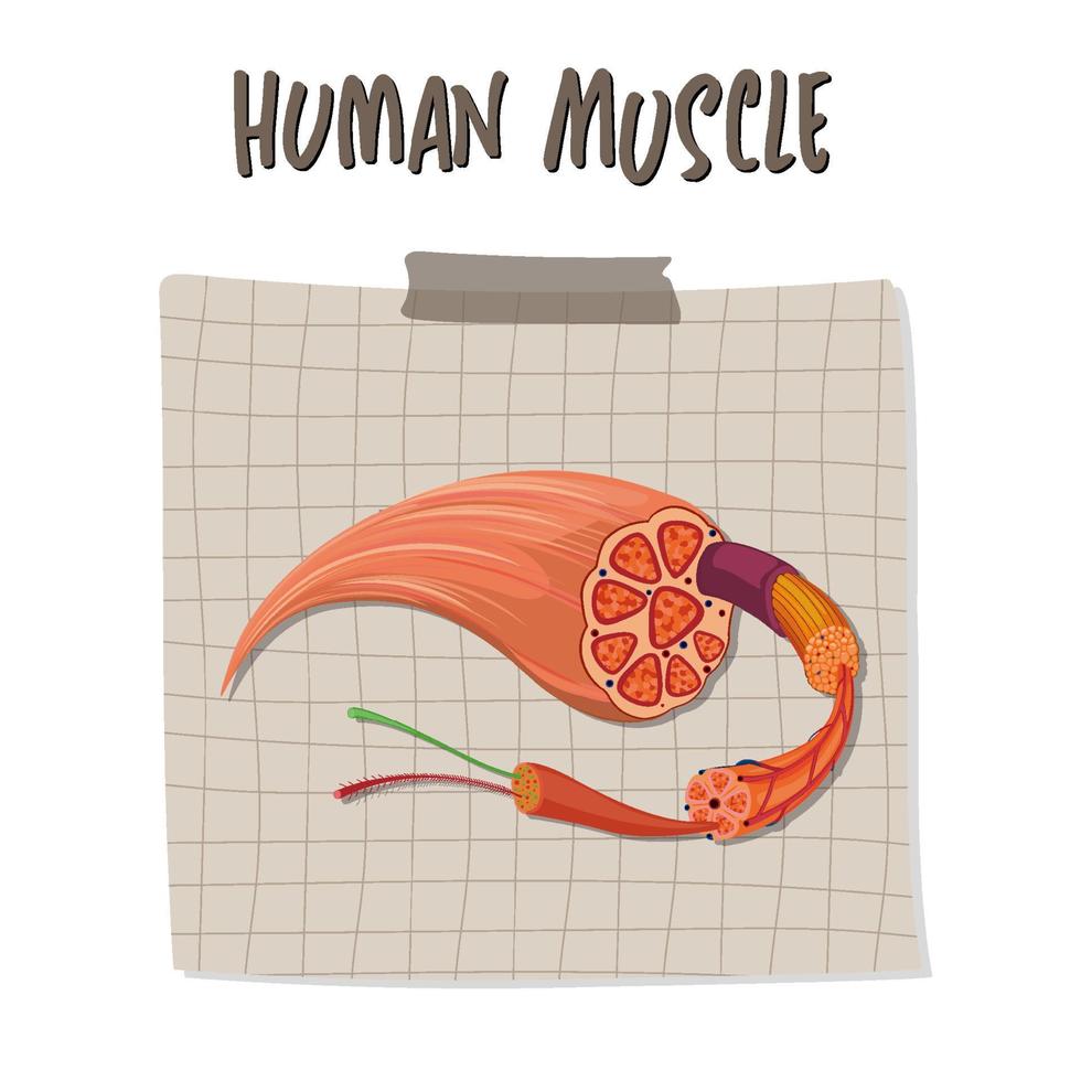 Human muscle anatomy structure vector