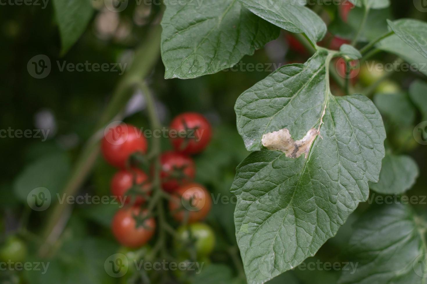 Tomato leafminer worm Tuta absoluta infested on tomato leaf. photo