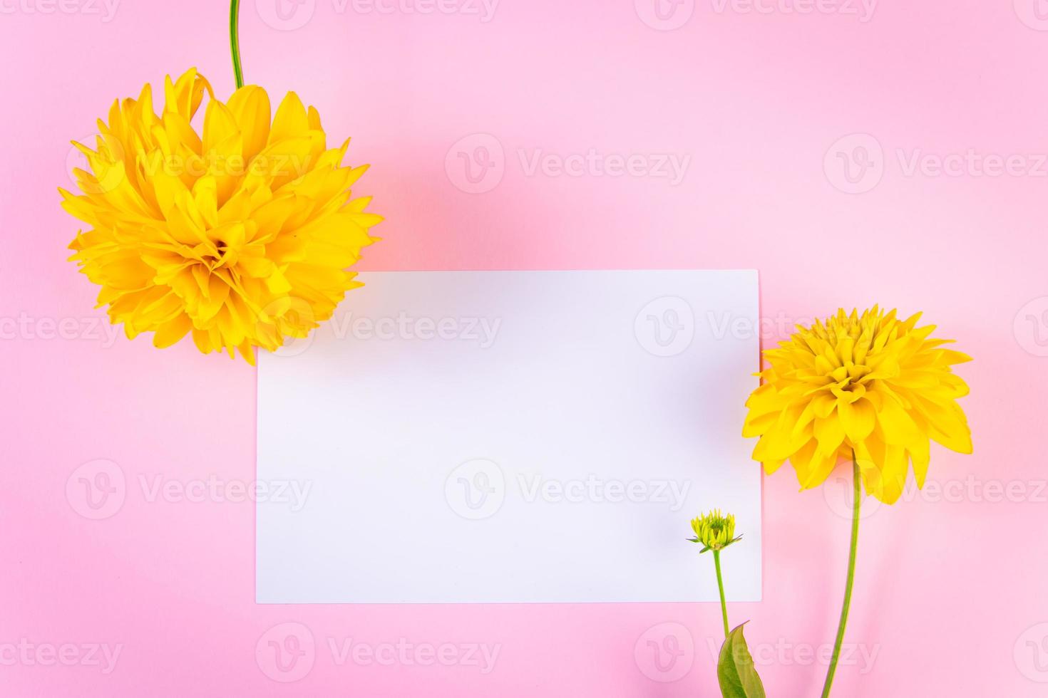 Blank greeting card and yellow flower on pink background. Summer concept. Trendy minimalism. photo