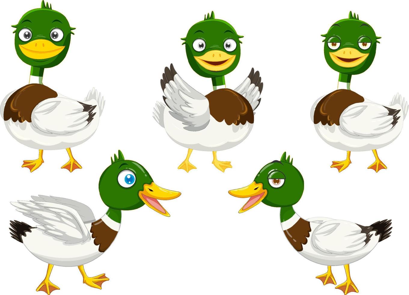 Cartoon mallard ducks set vector