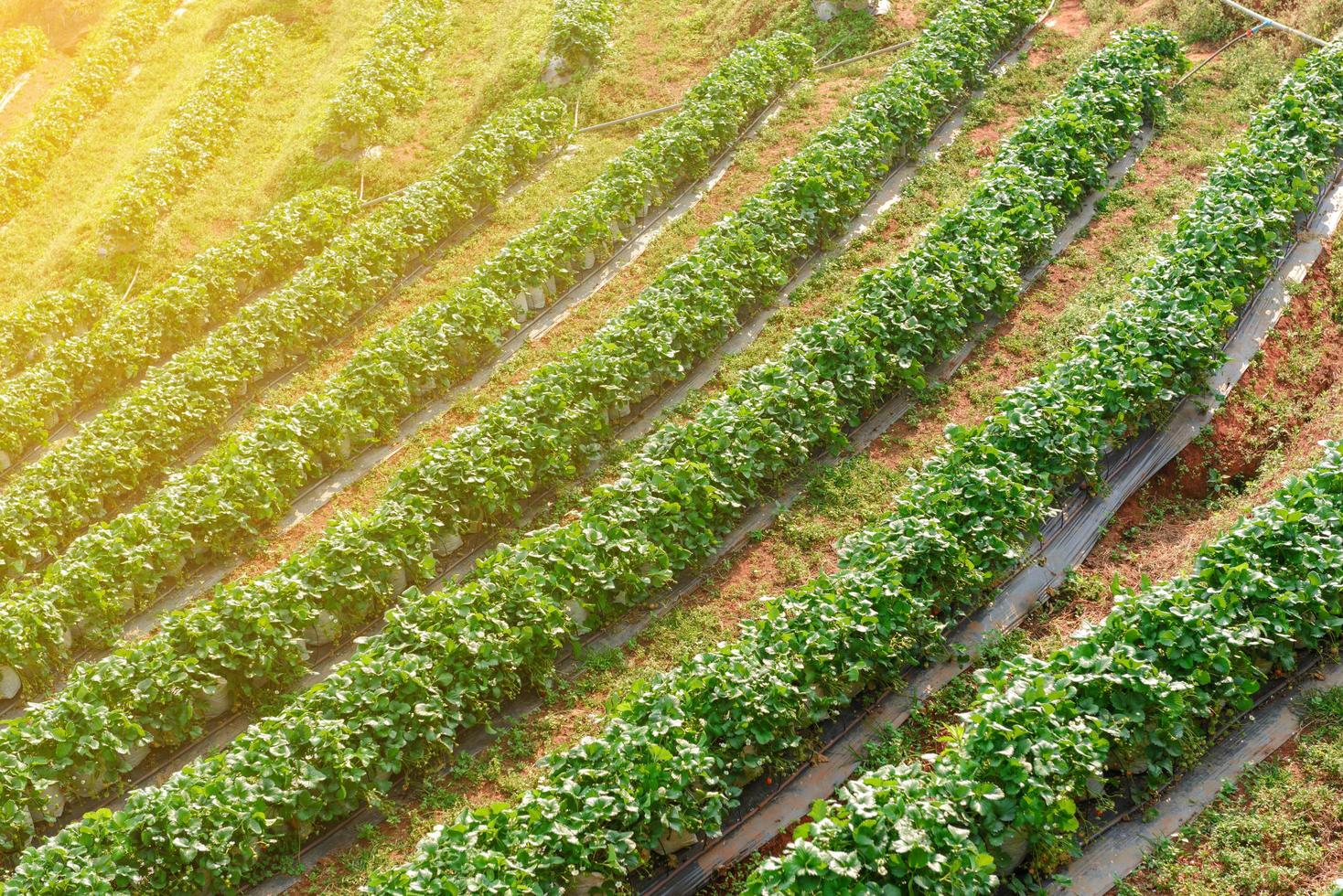 Top view of strawberry plantation in line photo