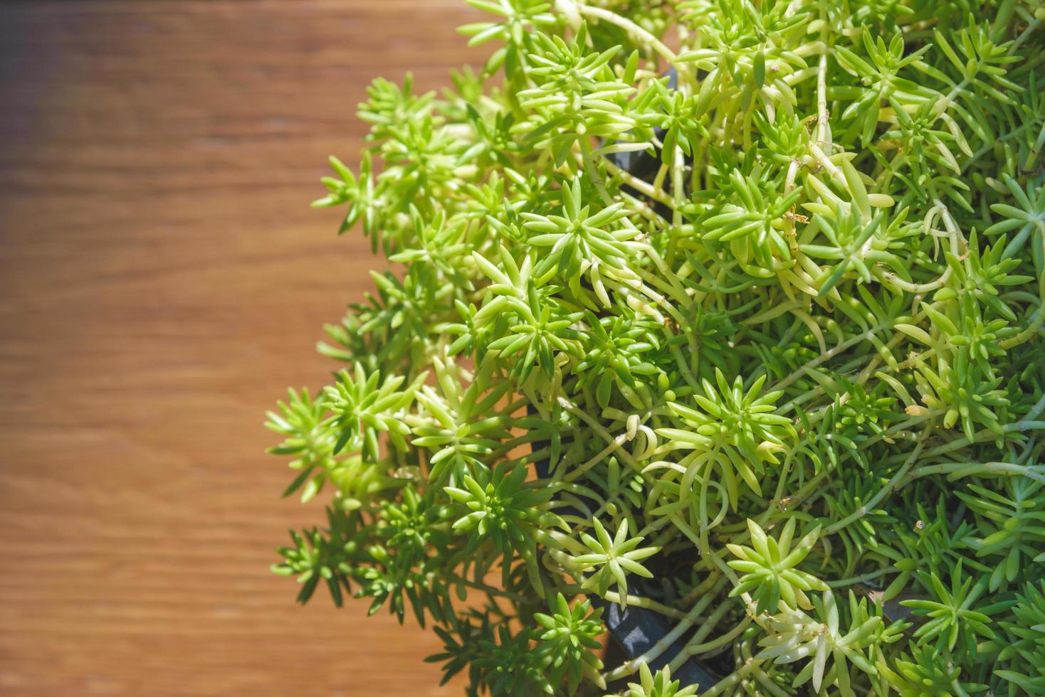 pequeñas macetas de árboles verdes en jarrón con decoración de luz solar en la mesa con espacio para copiar foto