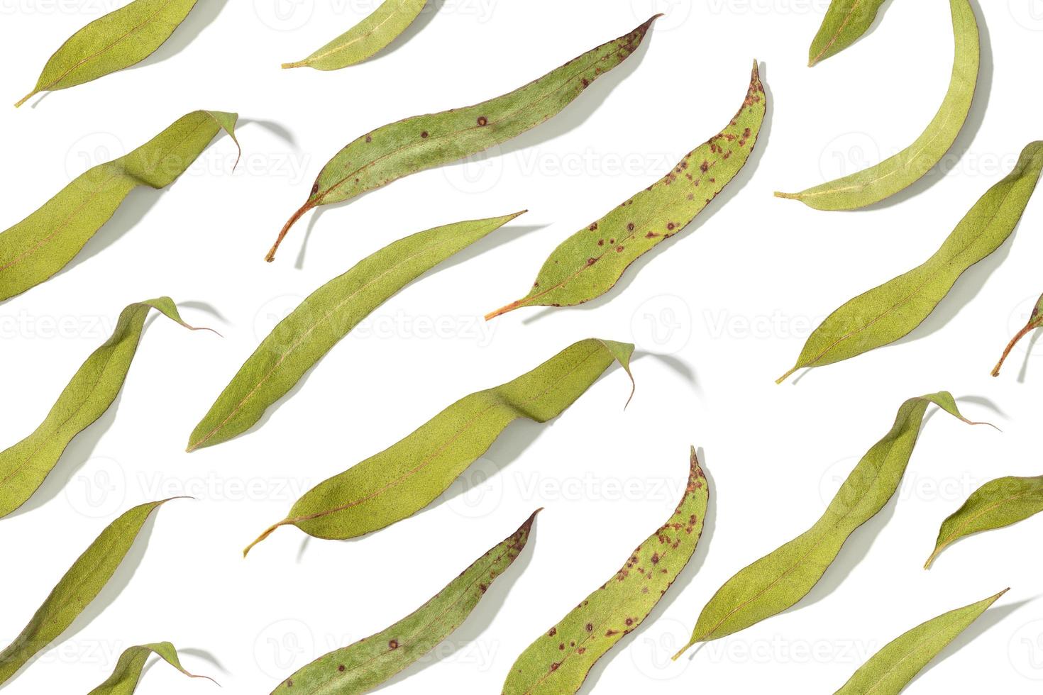 Group of dry eucalyptus leaves isolated on white background pattern photo