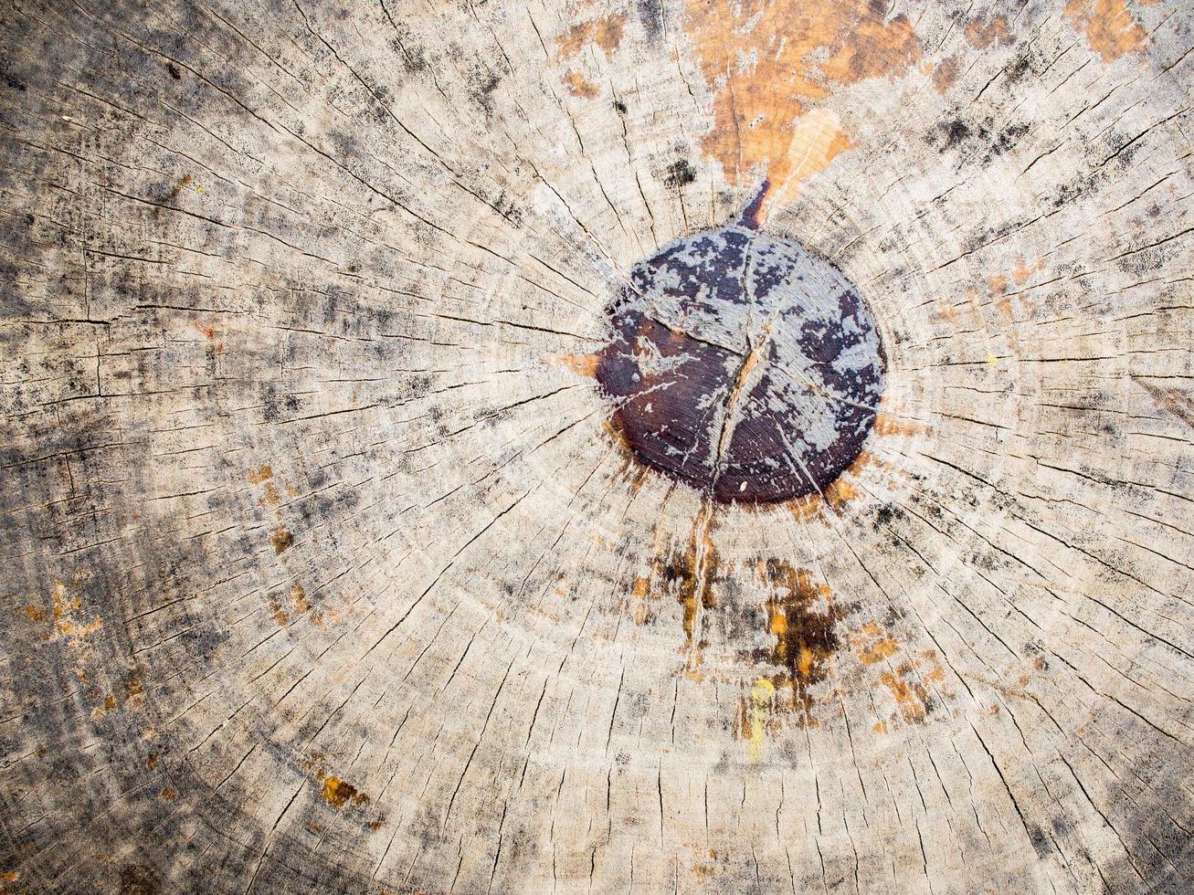 primer plano de un tronco de árbol con gnarl superficial, corteza de árbol con hermoso patrón naturaleza resumen antecedentes foto