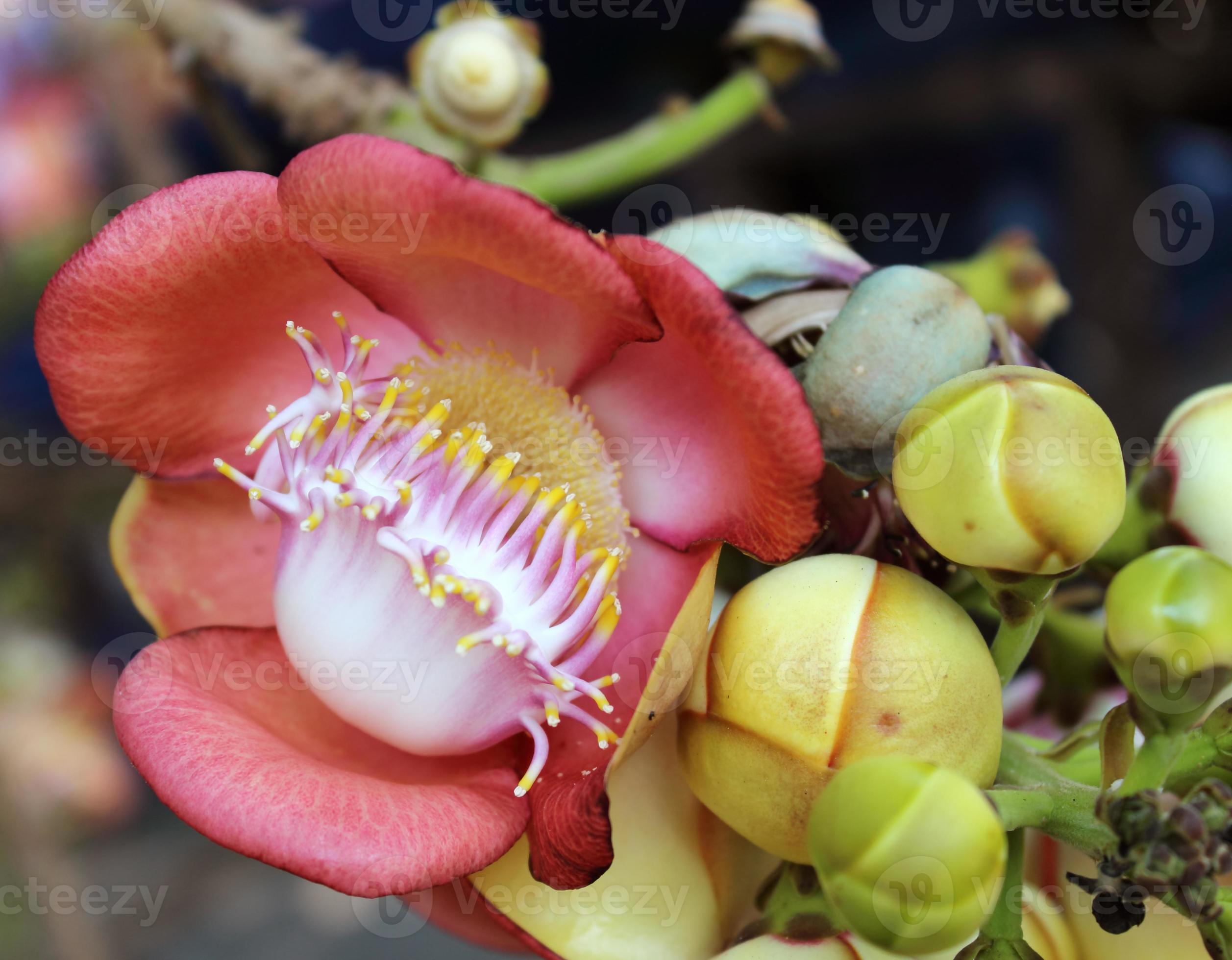 ◆sala tree◆ From Shorea Robusta Family Dipterocarpaceae Sal Tree A Large