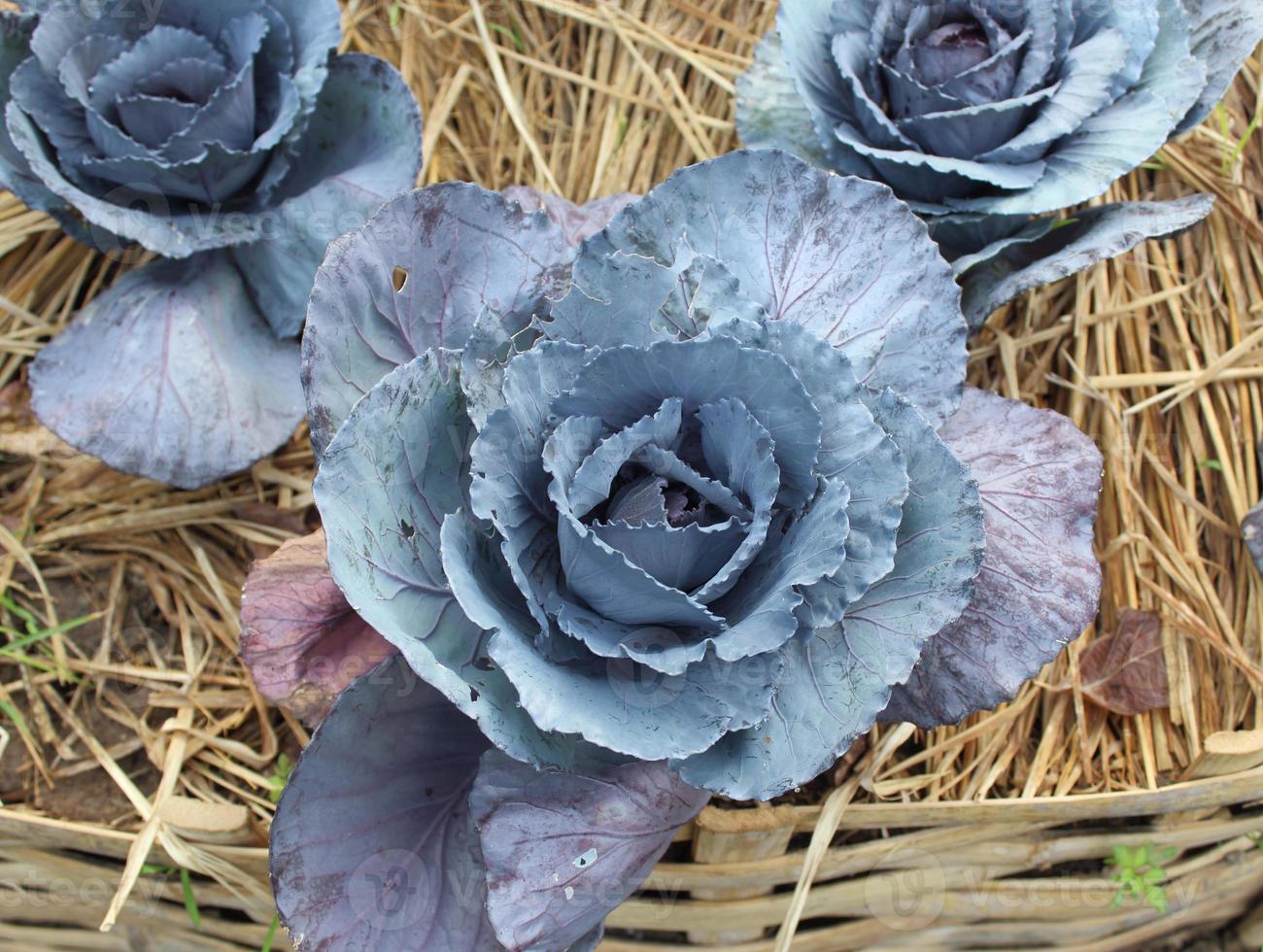 Red cabbage growing in the garden photo