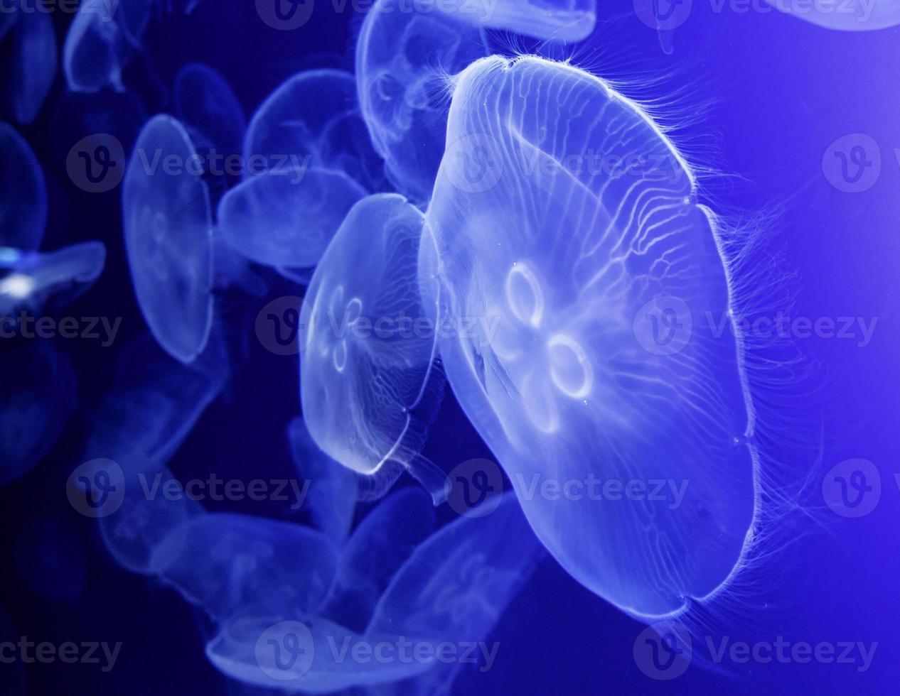 Transparent jellyfish in the sea photo