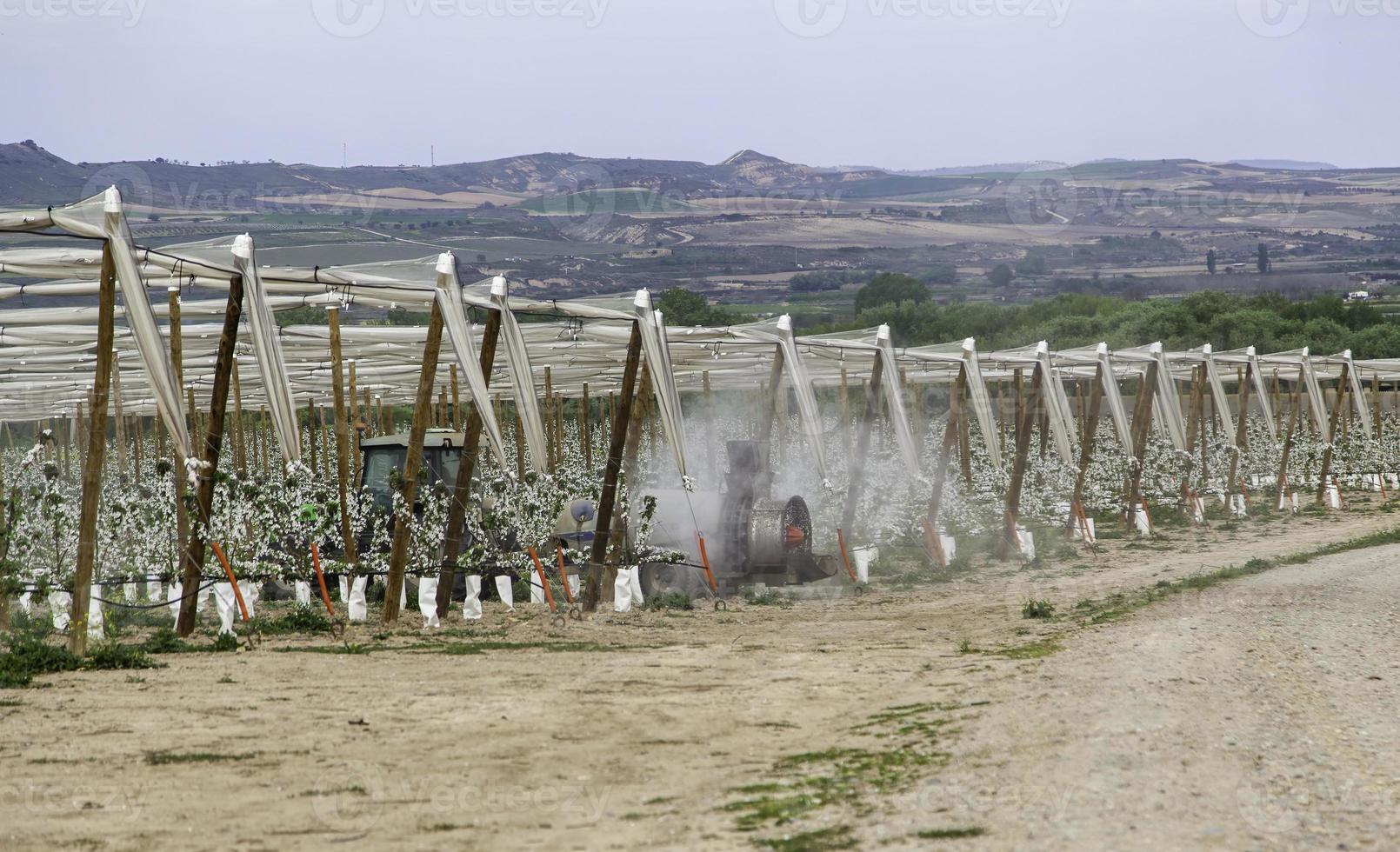 Plantation of young pear trees photo