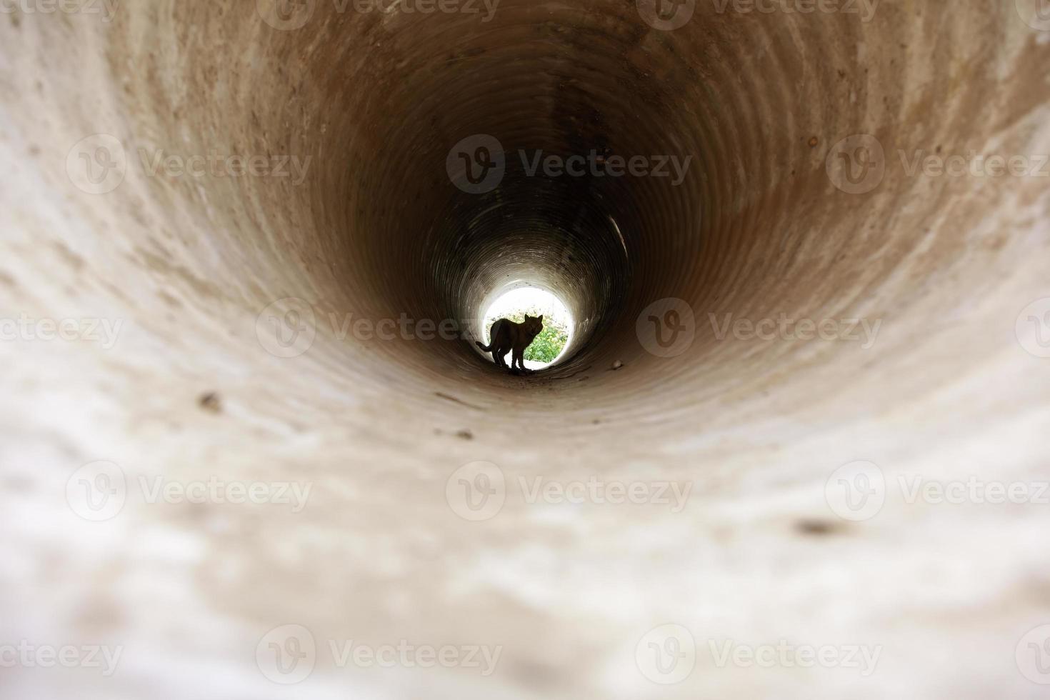 Stray cat in a pipe photo