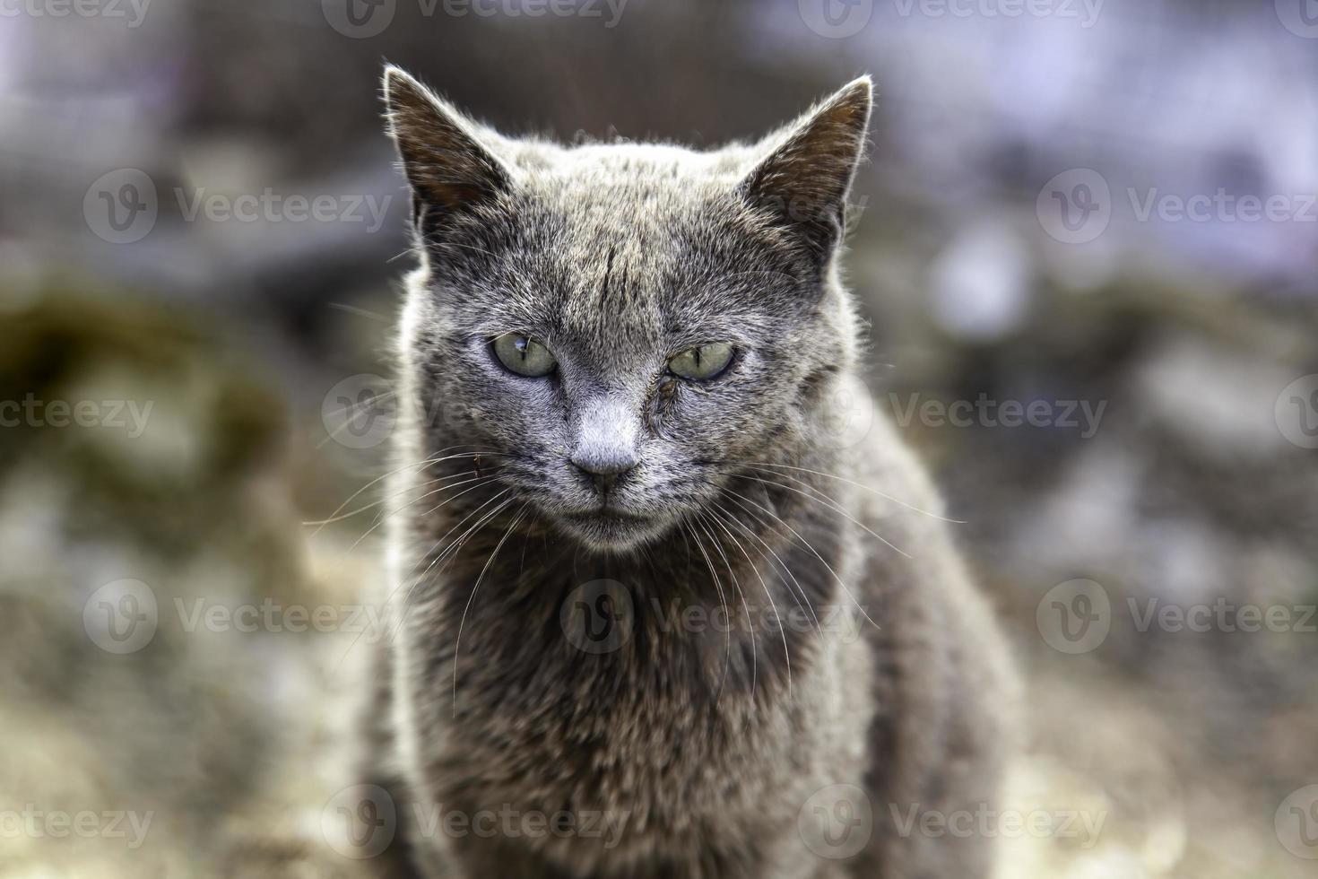 Street abandoned cats photo