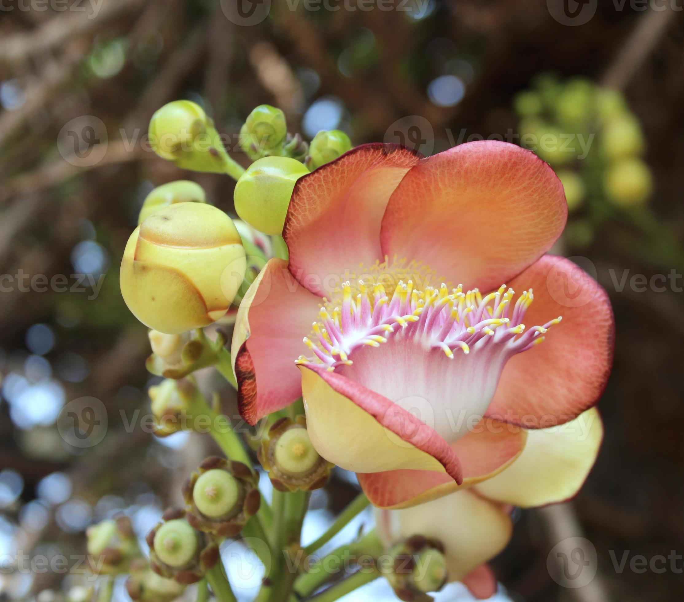 ◆sala tree◆ Sala tree hi-res stock photography and images - Alamy