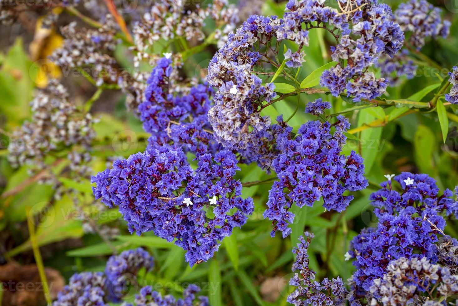 Limonium arborescens, canary garden, in gran canaria photo