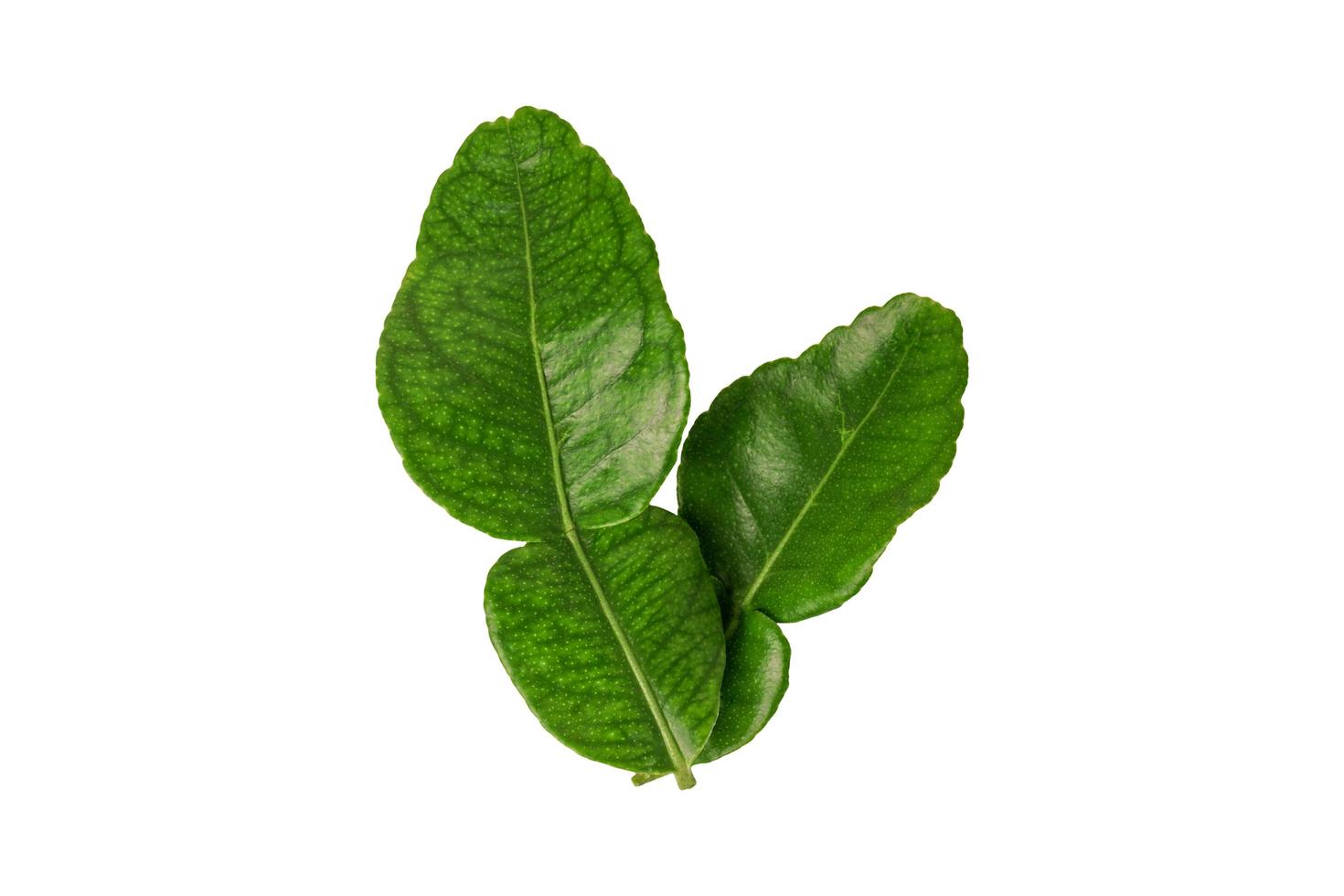 Kaffir lime leaves isolated on white background with clipping path. photo