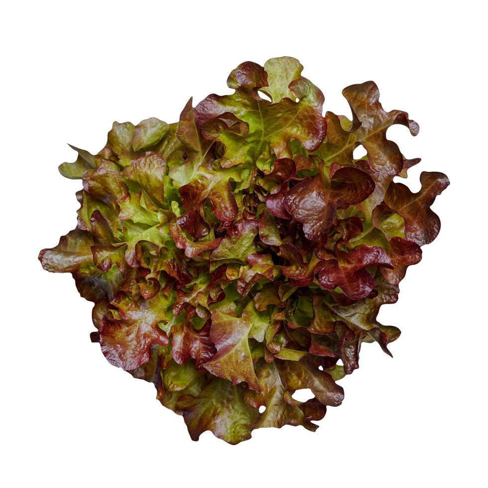 Red oak lettuce leaf isolated on white background with clipping path, photo