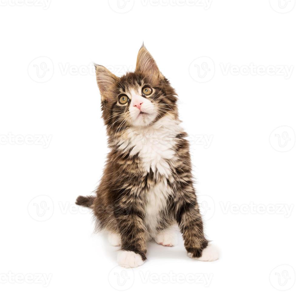 Maine coon kitten isolated on white background photo